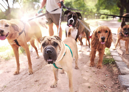 Paseador de Perros