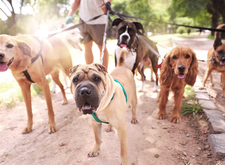 Six Tips For Better Walks