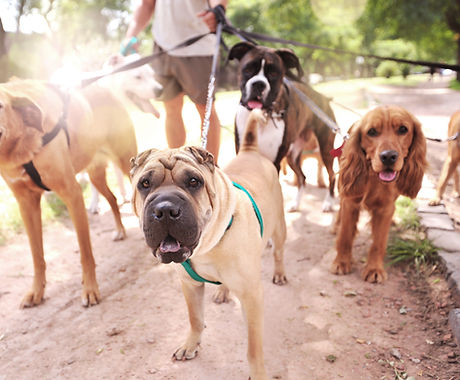 Paseador de Perros