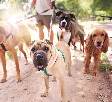 Dog Walker