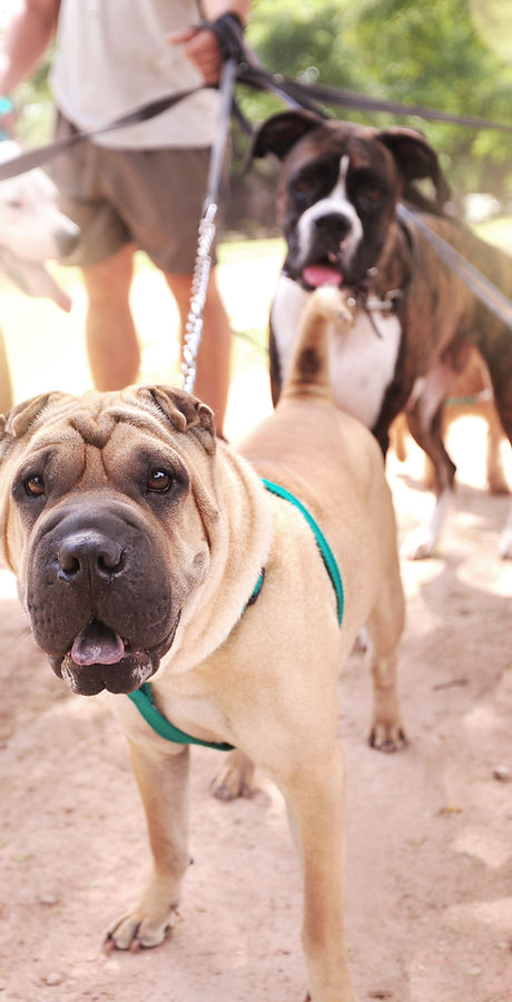 Dog Walker