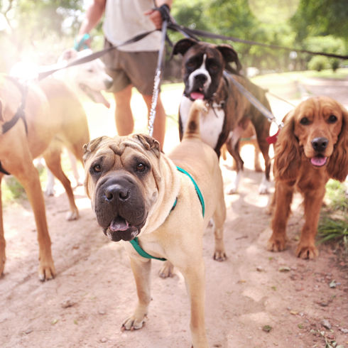 a group of dogs on leads