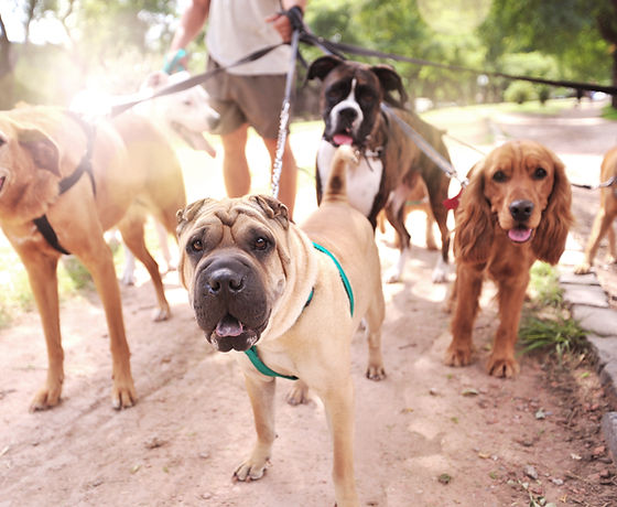 Dog Groomer