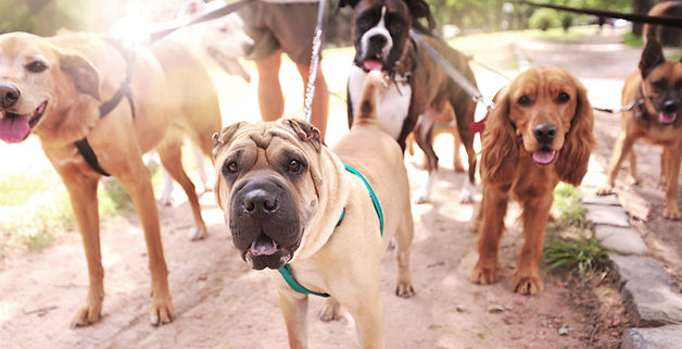 Dog Walker