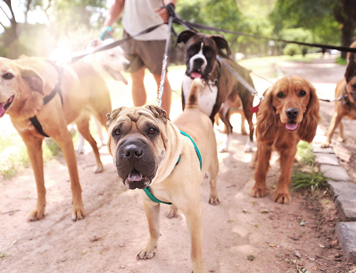 Dog Walker