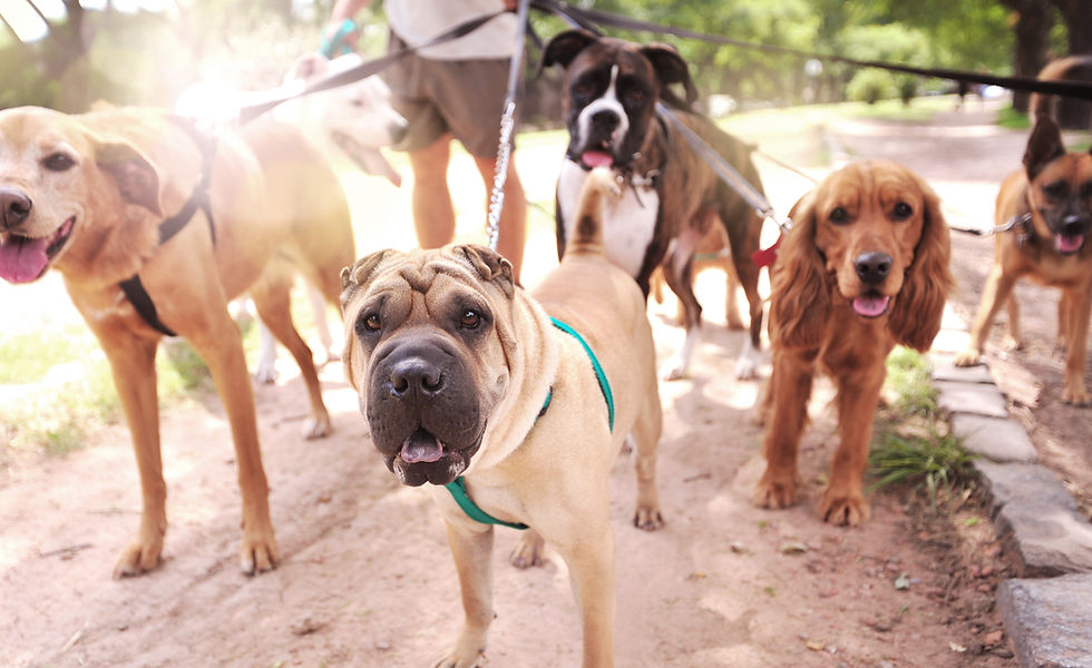 Dog Walker