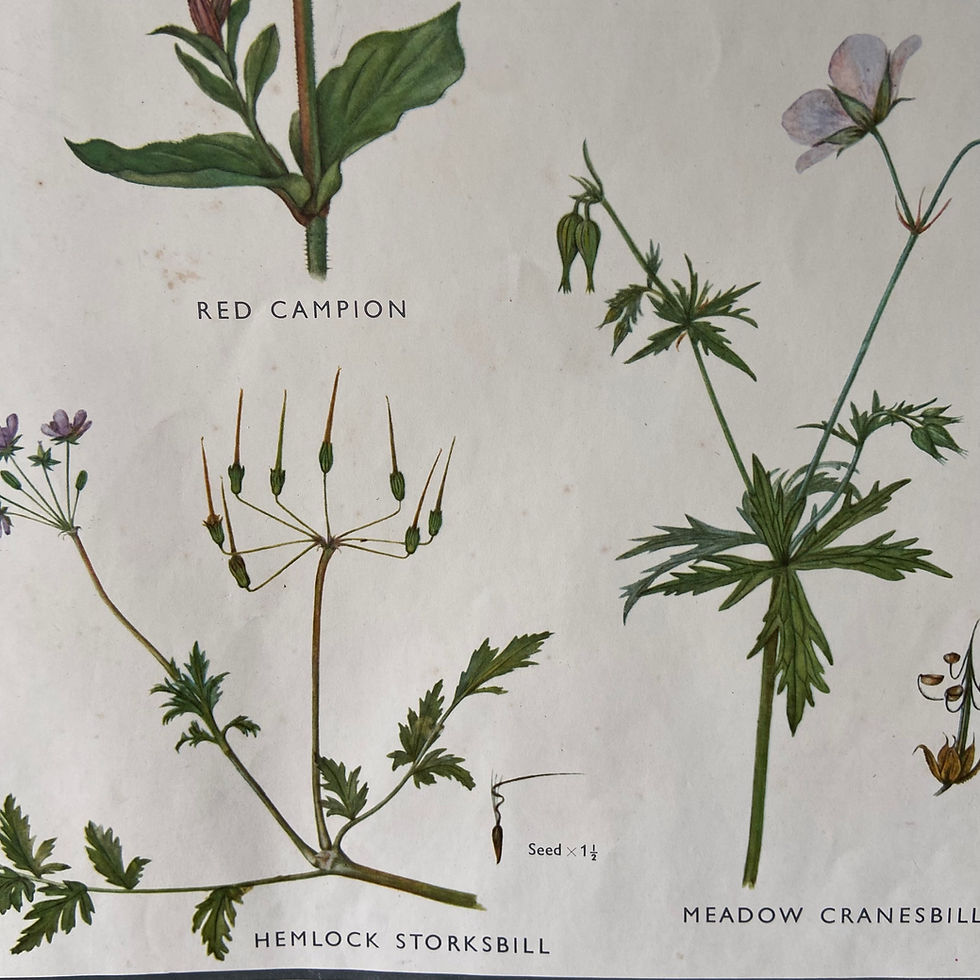 Thumbnail: Vintage Educational Poster - Pink and Cranesbill Families