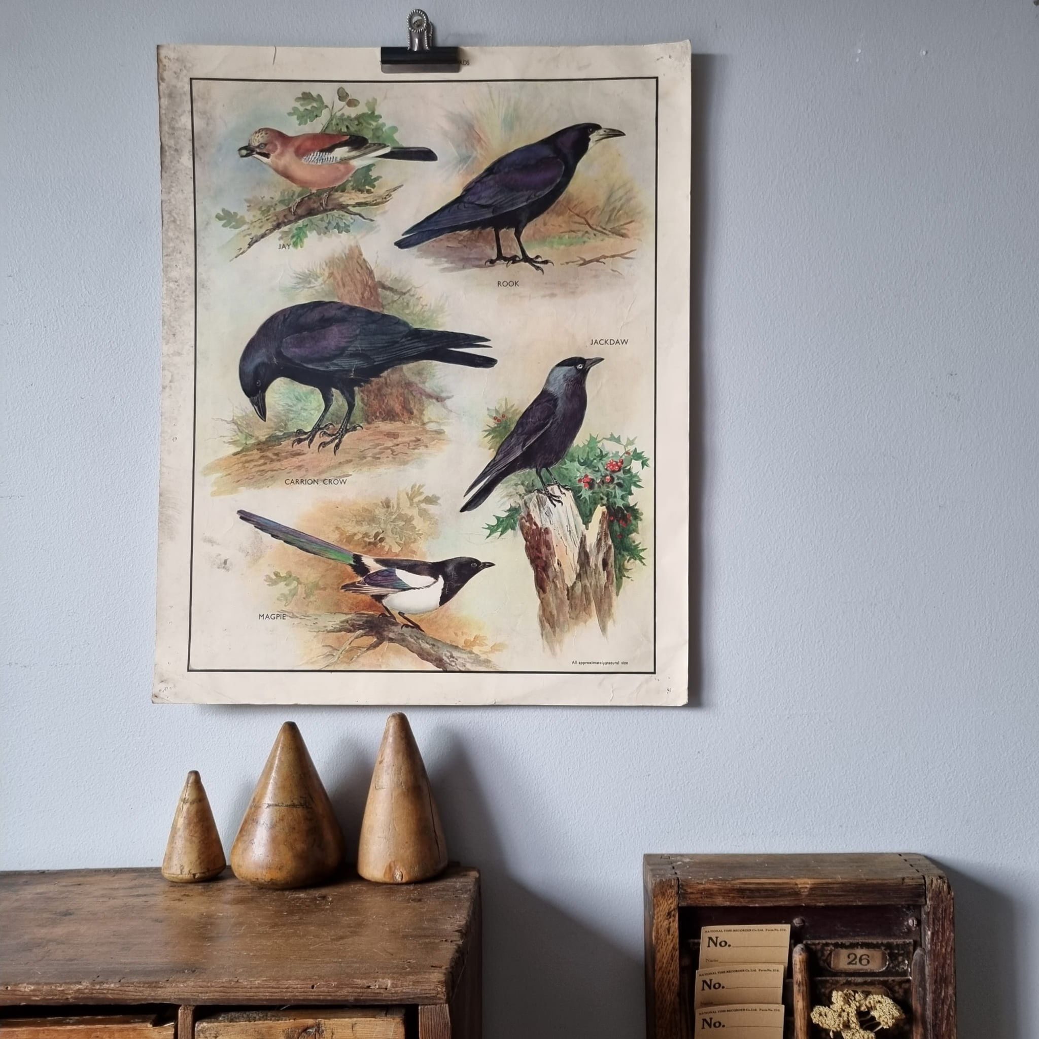 Vintage Educational Poster  - Large Omnivorous Birds