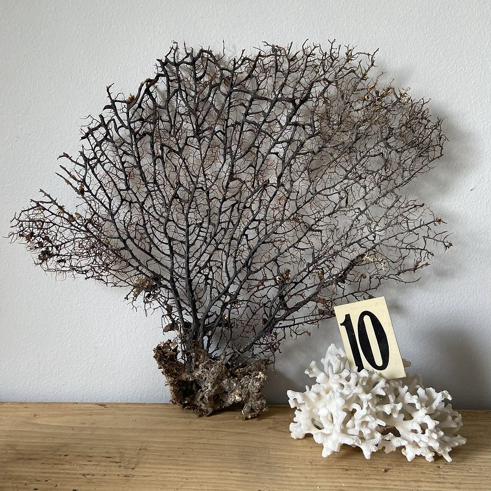 Thumbnail: Genuine Sea Fan