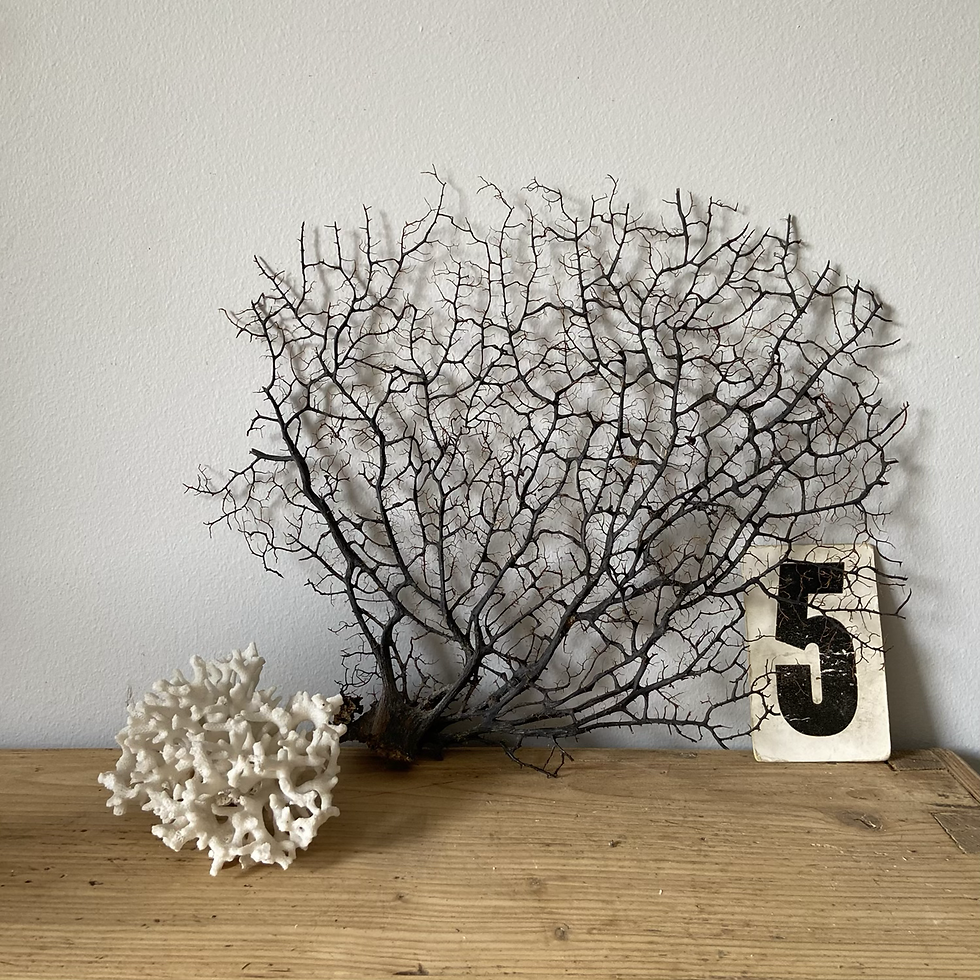 Thumbnail: Genuine Sea Fan