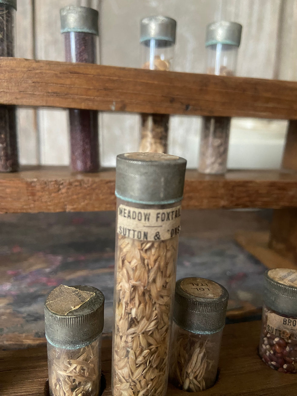 Thumbnail: Rare Antique Sutton and Sons Herbarium Seed Specimens Late 1800’s 