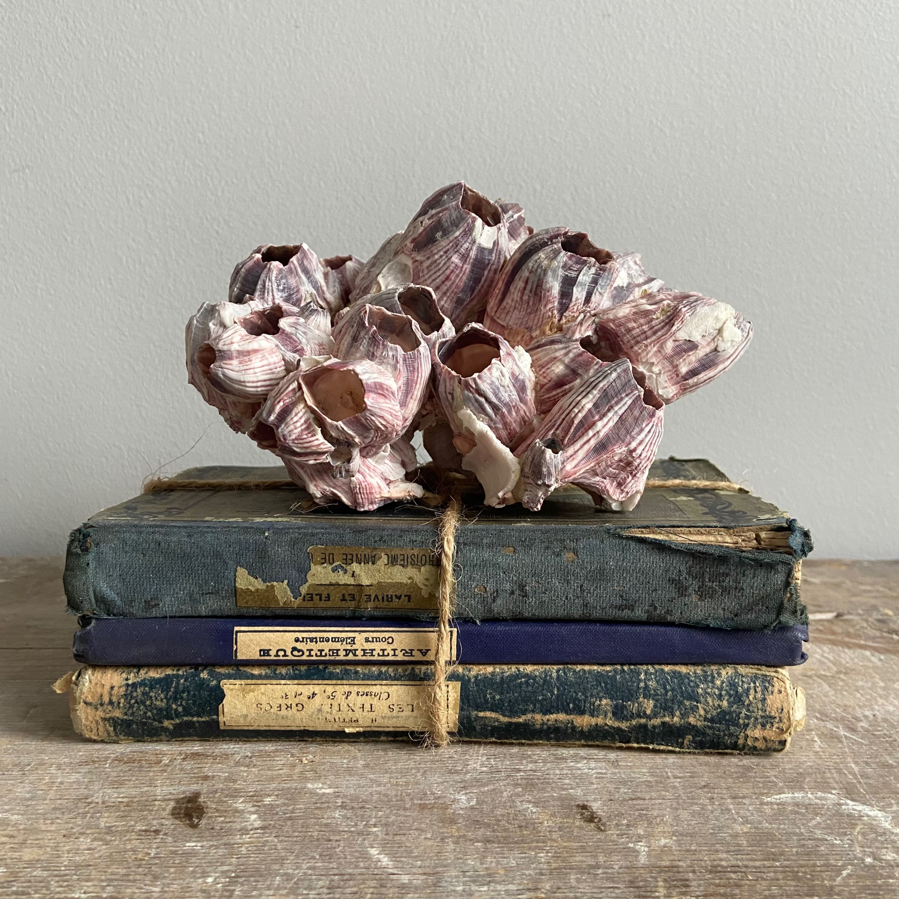 Small Blue French Book Bundle #1