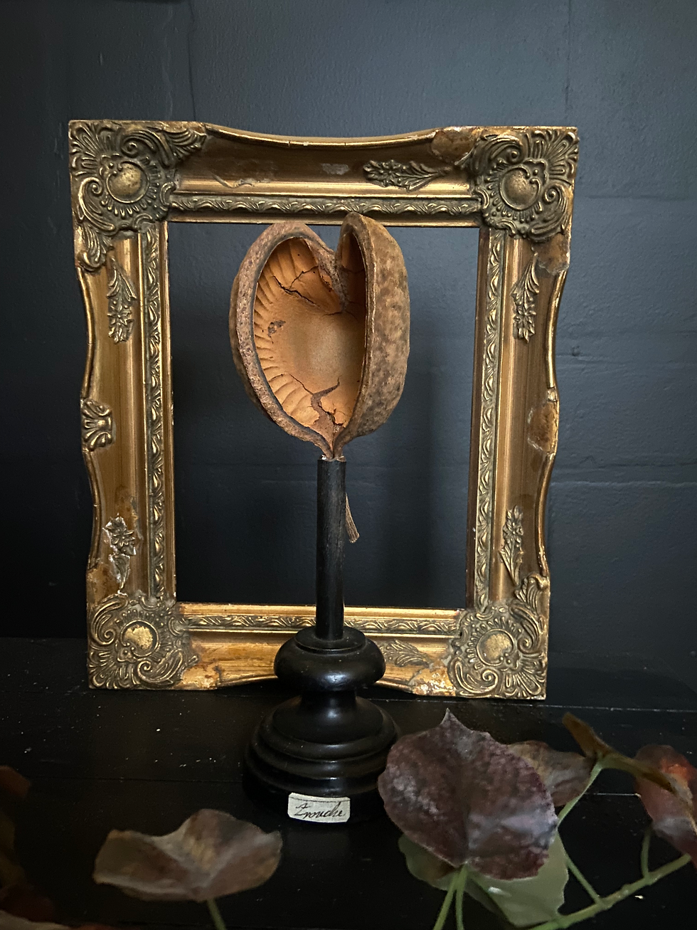 Thumbnail: Seed Pod Samples