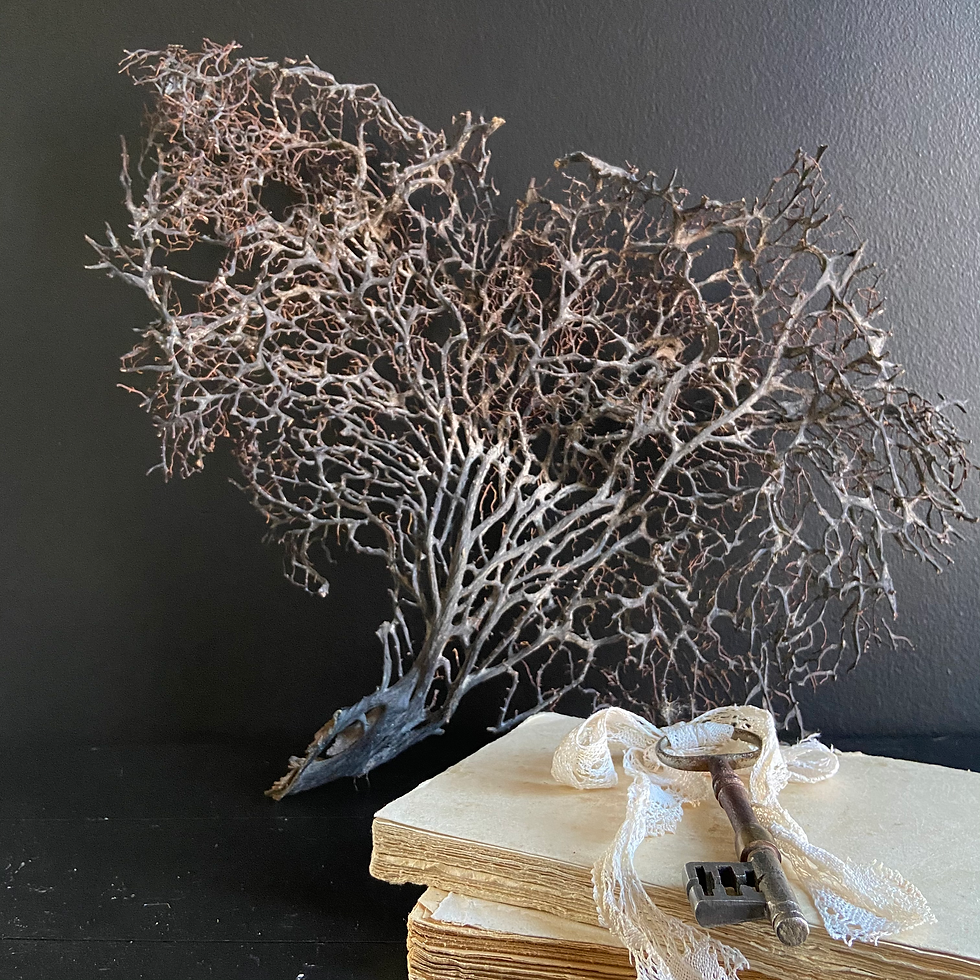 Thumbnail: Genuine Sea Fan Coral