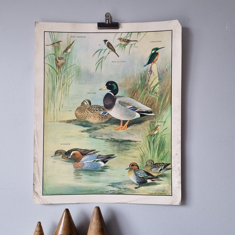 Thumbnail: Vintage Educational Poster - Birds of the Waterside II
