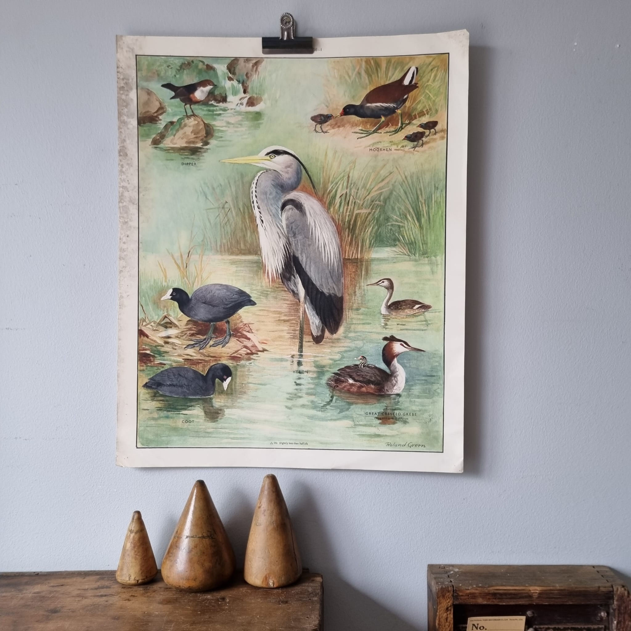 Vintage Educational Poster - Birds of the Waterside I