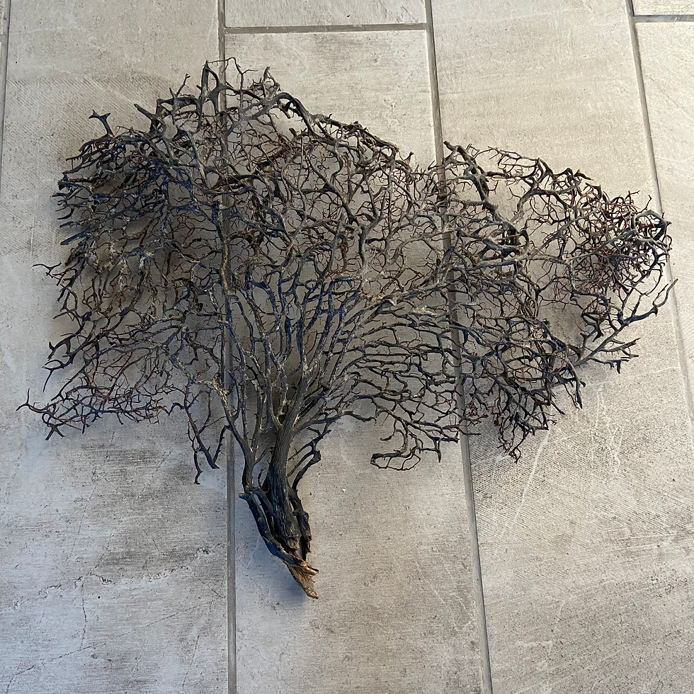 Thumbnail: Genuine Sea Fan Coral