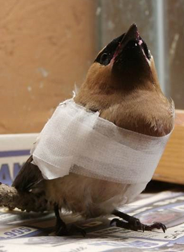 Picture1 waxwing wing break.png
