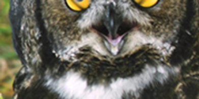 Picture33.png