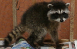 Picture1 raccoon.png