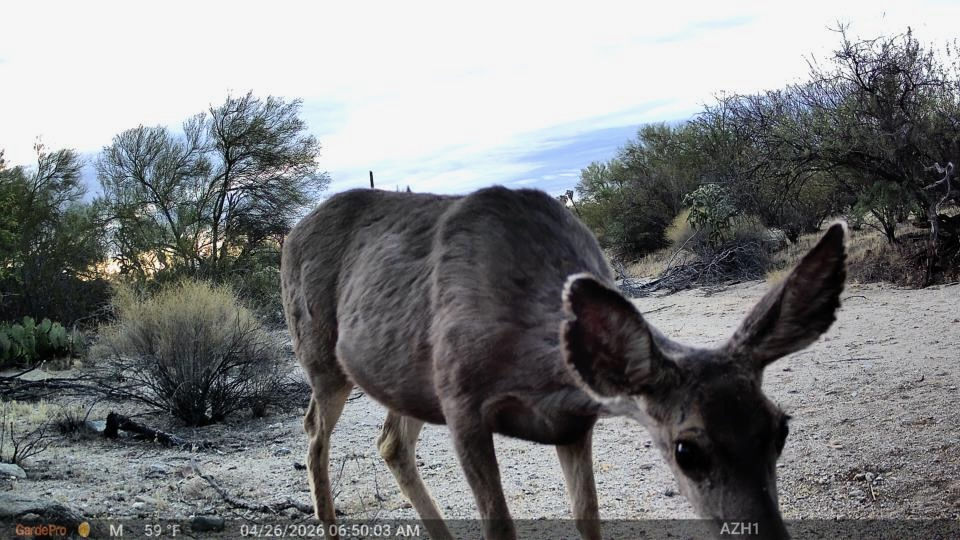 Mrs. Mule Deer Expecting Fawn-Photo B-Tortolita Preserve-TA North Camera