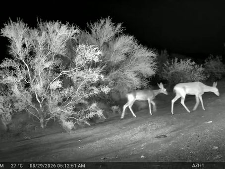 TA Tidbits #80 Hot Summer But TP Wildlife Active
