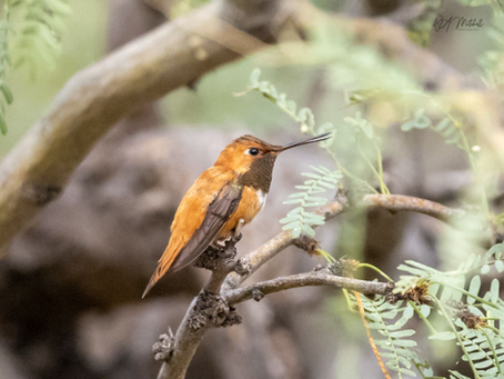 Tortolita Preserve Bird Survey-Bird Watchers Needed