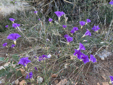 TA Tidbits #82 Fall Colors & Wildflowers Of The Tortolitas Edition No. 2