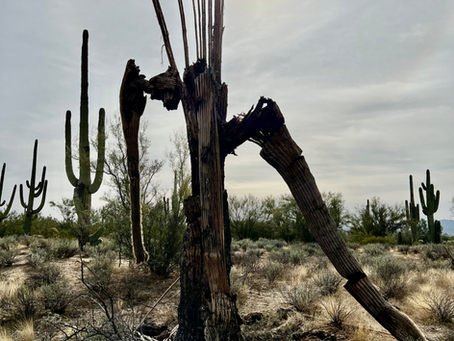 TA Tidbits # 67 Saguaros & Tangerine(s) 