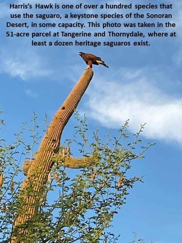 A Keystone Of The Sonoran Desert: Why Old Saguaros Matter