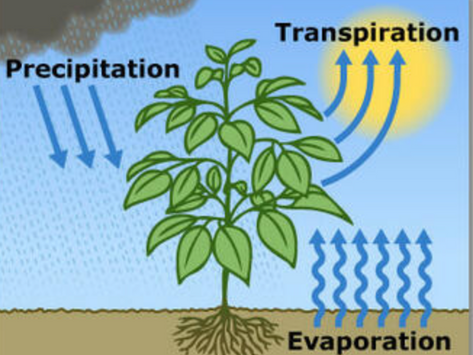 Smart Irrigation To Save Water