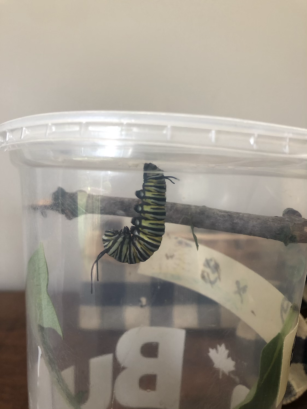 Welcome Tiny & Egg