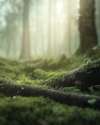Serene Forest Scene.jpeg