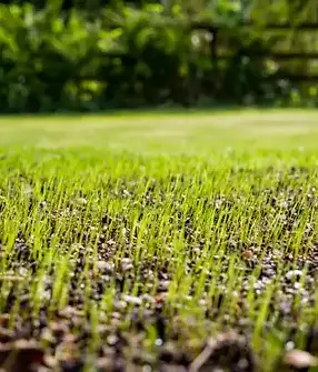 guy-grass-seed-sprouting-on-lawn.webp