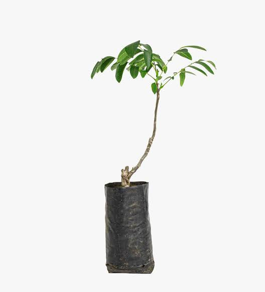 Kaliteli ince kabuklu verimli ceviz fidanı tekli satış - FROMS