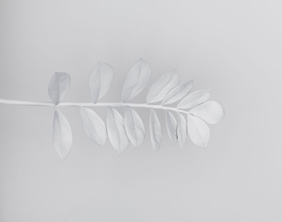 White Branch_edited.jpg