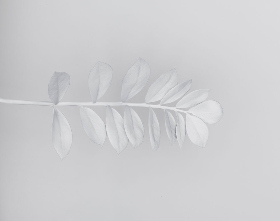 White Branch_edited.jpg