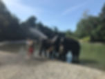 elephant washing in tangkahan