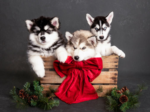 🐾 Puppy Love in the Studio | Need the perfect Christmas gift?