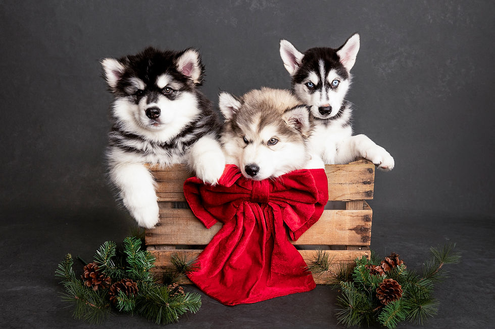 alusky puppies pose together in box with red bow for christmas adoption portrait by sage and soul