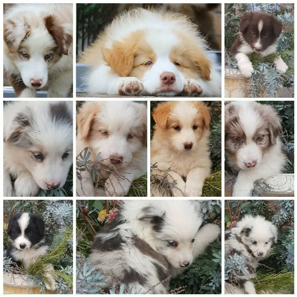 Rivenleigh border collie puppies (SOLD)