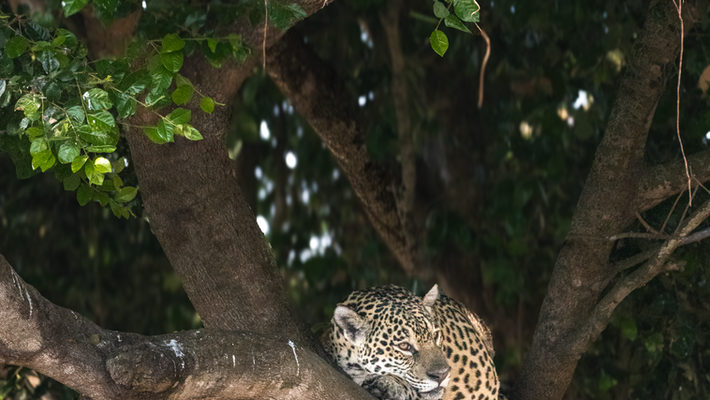 Lazy Jaguar