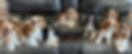 87DEFE14-1080-4EBD-93ED-7895C022855F_1_105_c.jpeg