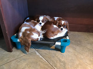 Cavalier King Charles Spaniels