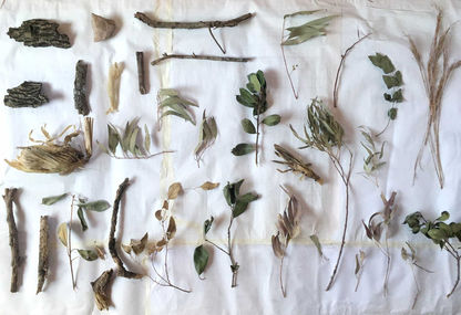 Flat lay of various dried botanical specimens including branches, bark, and leaves, carefully arranged on a white cloth in a grid-like composition.