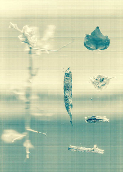 Artistic scan of botanical elements including a leaf, seed pod, and dried flower, arranged vertically with a soft, ethereal, blue-toned aesthetic.
