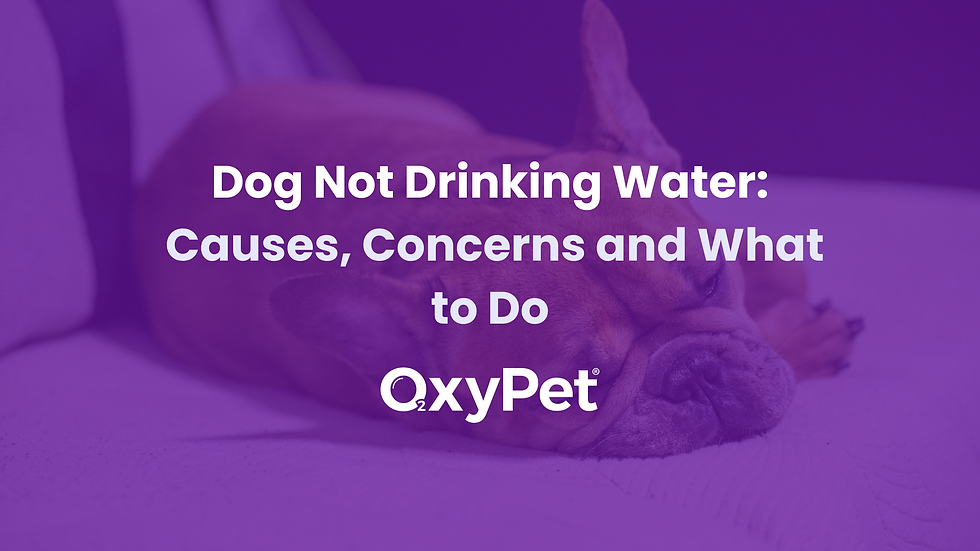 Dog Not Drinking Water: Causes, Concerns and What to Do