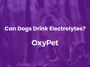 Can Dogs Drink Electrolytes?