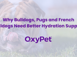 Why Bulldogs, Pugs and French Bulldogs Need Better Hydration Support