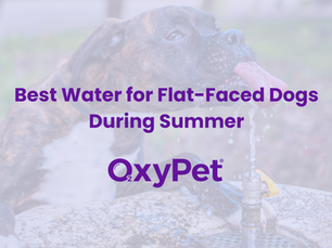 Best Water for Flat-Faced Dogs During Summer